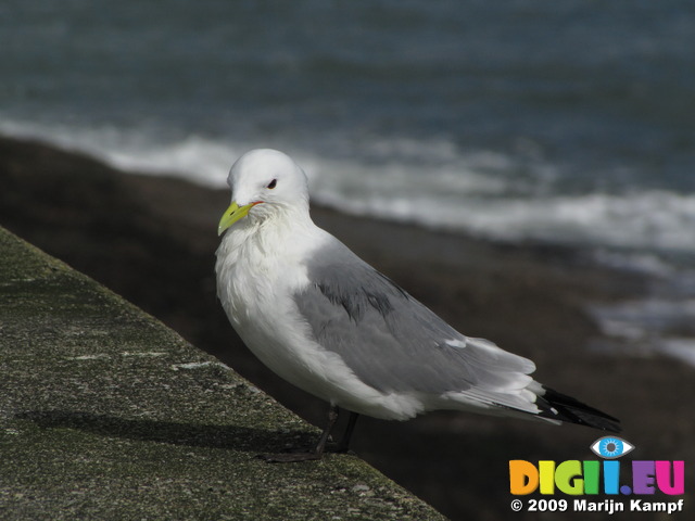 SX02983 Gull on Dunmore East harbour wall - Kittiwake (Rissa Tridactyla)